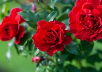 ‘भ्यालेन्टाइन डे’को मुखैमा गुलाबको फूल आयातमा प्रतिबन्ध