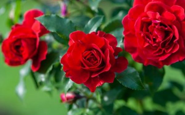 ‘भ्यालेन्टाइन डे’को मुखैमा गुलाबको फूल आयातमा प्रतिबन्ध