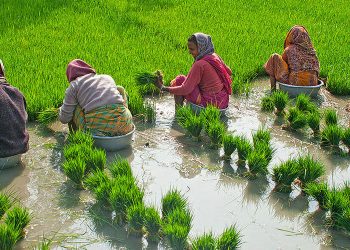 रामधुनी नगरपालिकाको नीति : परम्परागत कृषिलाई आधुनिकिकरण र व्यवसायीकरण गर्ने