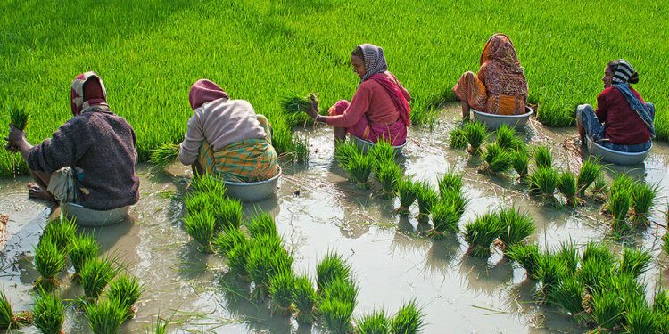 रामधुनी नगरपालिकाको नीति : परम्परागत कृषिलाई आधुनिकिकरण र व्यवसायीकरण गर्ने
