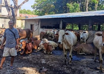 लम्पी स्किन रोग देखिएपछि रामधुनी मन्दिरका गाईको उपचार