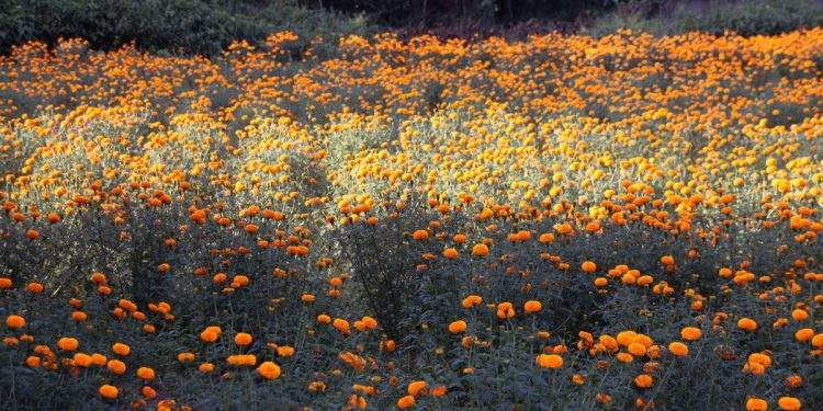 विद्यार्थीको मेहनतले वर्षाैं बाँझो क्याम्पसको जग्गामा ढकमक्क सयपत्री