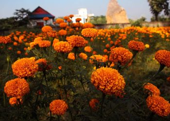 विद्यार्थीको मेहनतले वर्षाैं बाँझो क्याम्पसको जग्गामा ढकमक्क सयपत्री