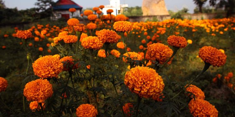 विद्यार्थीको मेहनतले वर्षाैं बाँझो क्याम्पसको जग्गामा ढकमक्क सयपत्री