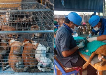 रामधुनीमा शिविर सञ्चालन गरेर २२५ सामुदायीक कुकुरलाई गरियो बन्ध्याकरण