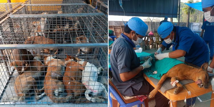 रामधुनीमा शिविर सञ्चालन गरेर २२५ सामुदायीक कुकुरलाई गरियो बन्ध्याकरण