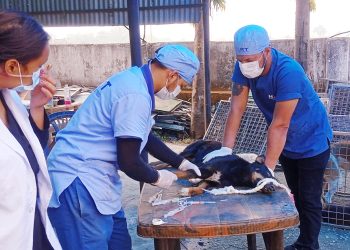 छाडा कुकुर नियन्त्रण गर्न ‘बन्ध्याकरण शिविर’ सञ्चालन