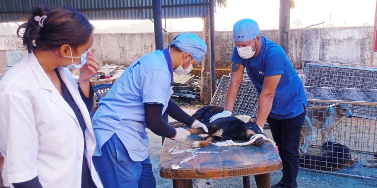 छाडा कुकुर नियन्त्रण गर्न ‘बन्ध्याकरण शिविर’ सञ्चालन