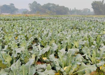 काउलीले मूल्य नपाएपछि विलखबन्दमा रामधुनीका किसान