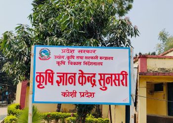 सुनसरीमा बढ्यो मकै खेति, एकै बर्ष ८३ हजार मेट्रिकटन मकै उत्पादन