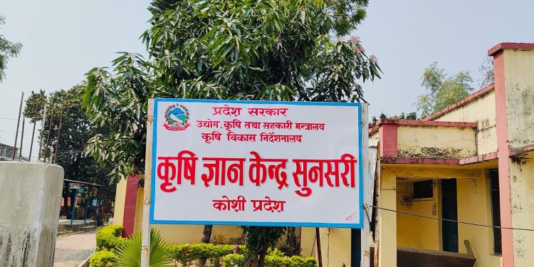 सुनसरीमा बढ्यो मकै खेति, एकै बर्ष ८३ हजार मेट्रिकटन मकै उत्पादन