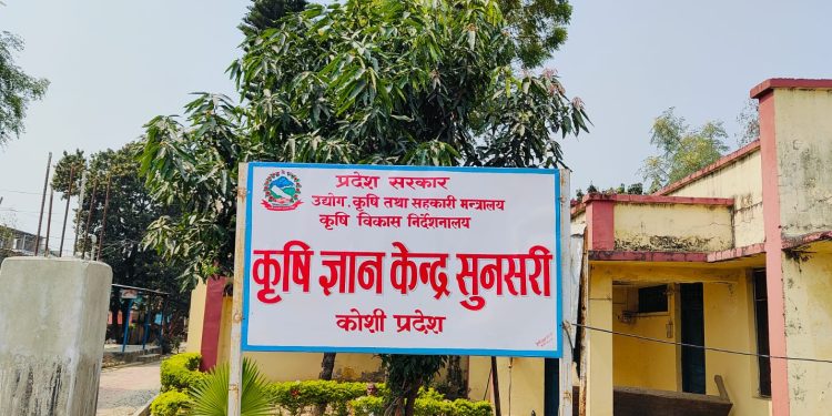 सुनसरीको ६४ प्रतिशत माटोमा अम्लीयपन, उर्वराशक्तिमा ह्रास आउँने चिन्ता