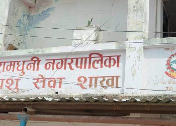 रामधुनीमा बार्षिक तीन हजारबढी पशुलाई कृत्रिम गर्भाधान, कुकुरलाई रेविज खोप