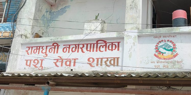 रामधुनीमा बार्षिक तीन हजारबढी पशुलाई कृत्रिम गर्भाधान, कुकुरलाई रेविज खोप