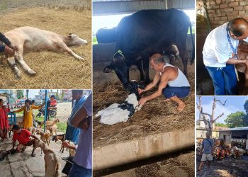 किसानका घरदैलोमै पशु उपचार सेवा दिँदै रामधुनी नगरपालिका