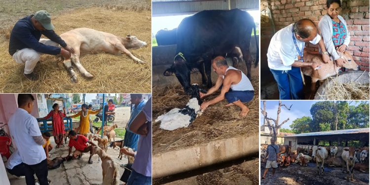 किसानका घरदैलोमै पशु उपचार सेवा दिँदै रामधुनी नगरपालिका