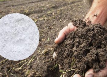 माटोको गुणस्तर सुधारका लागि ७५ प्रतिशत अनुदानमा बर्षेनी कृषि चुन वितरण गर्दै नगरपालिका