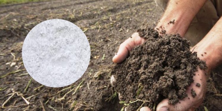 माटोको गुणस्तर सुधारका लागि ७५ प्रतिशत अनुदानमा बर्षेनी कृषि चुन वितरण गर्दै नगरपालिका